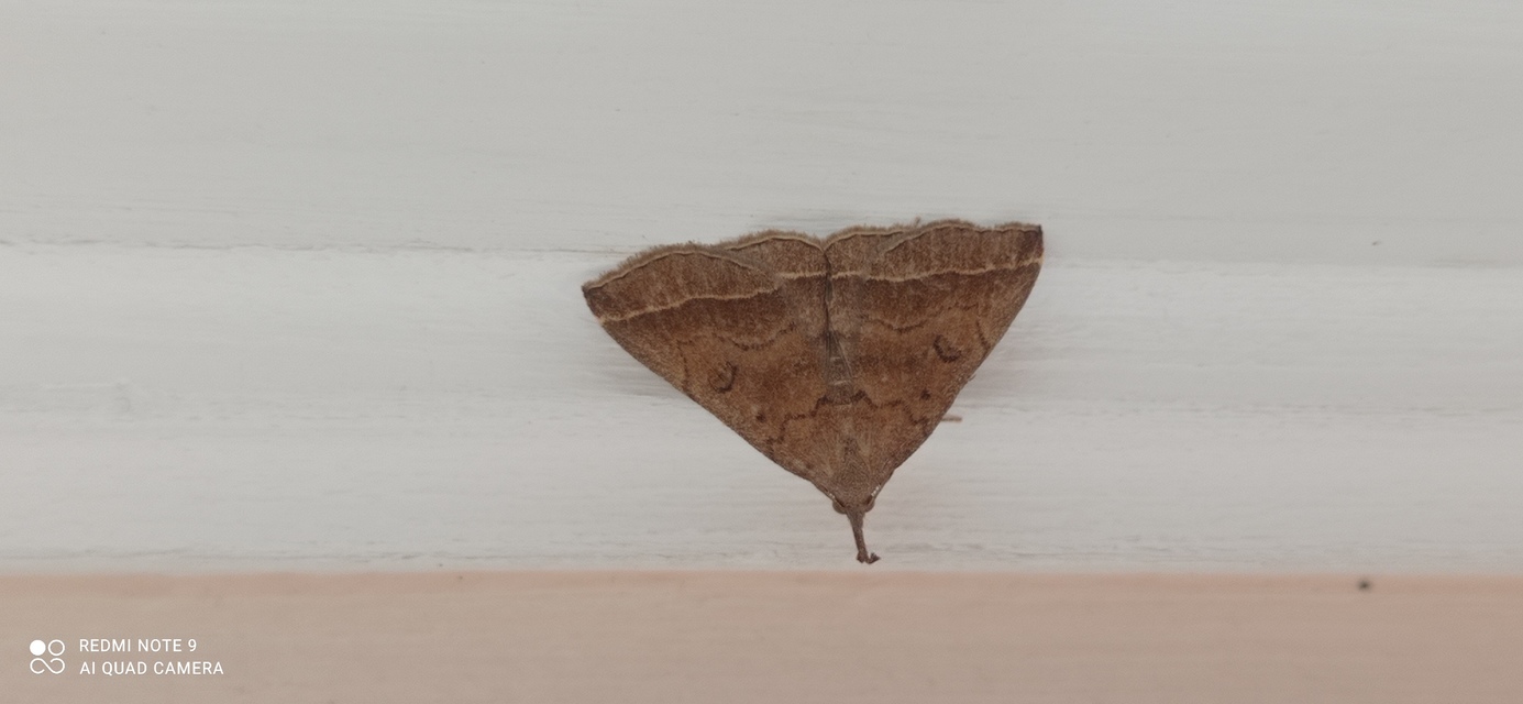 Pechipogo plumigeralis - tollascsápú karcsúbagoly