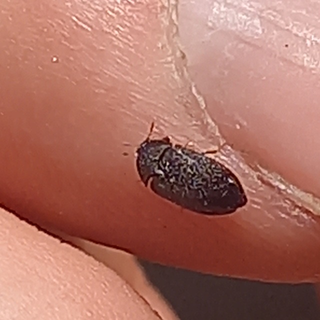 Attagenus