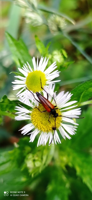 Stenurella melanura - feketevégű karcsúcincér