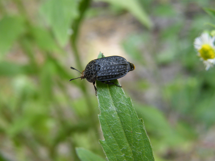 Thanatophilus rugosus - ripacsos dögbogár