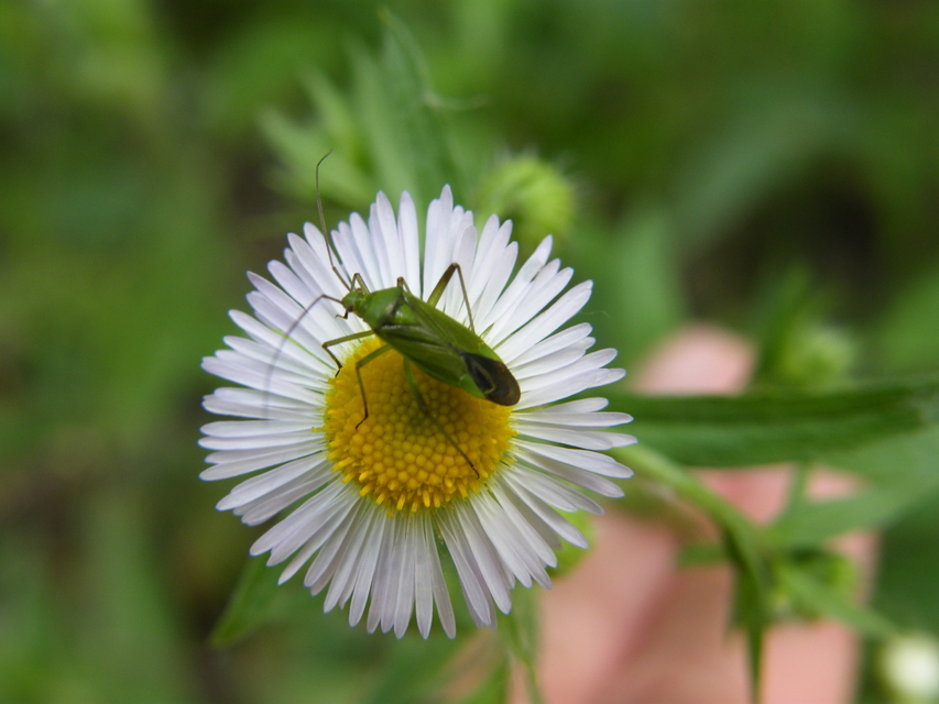 Calocoris affinis