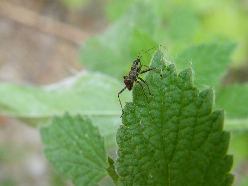 Himacerus apterus - nagy tolvajpoloska