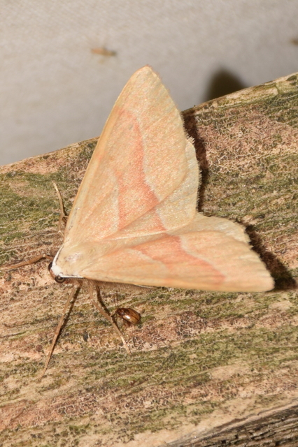 Hylaea fasciaria - erdeifenyő-sávosaraszoló