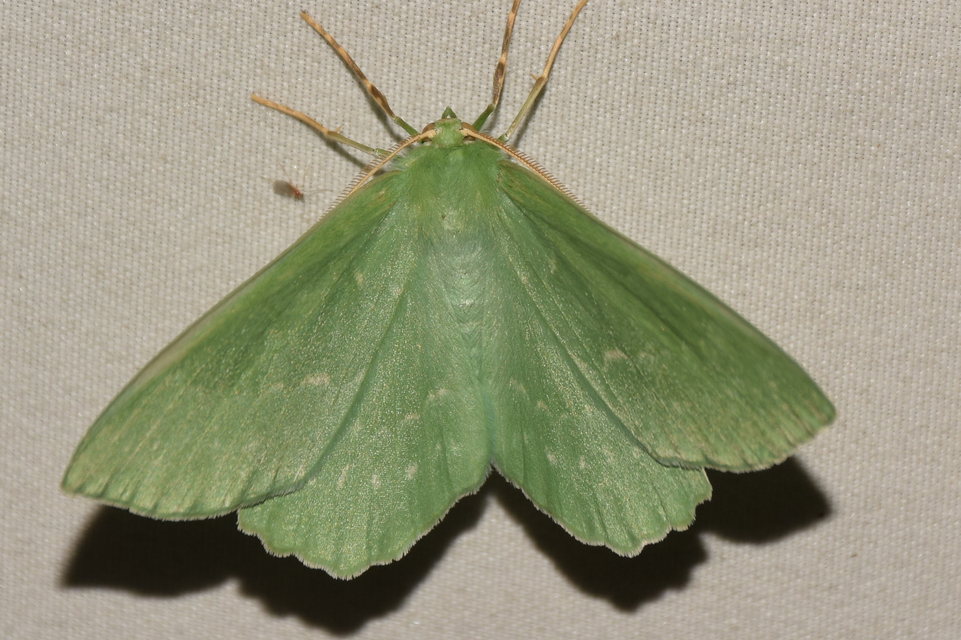 Geometra papilionaria - nagy zöldaraszoló