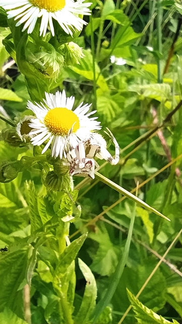 Thomisus onustus - fehér karolópók