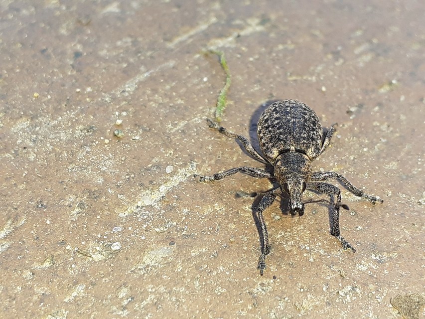 Liophloeus tessulatus - kockás barabolyormányos
