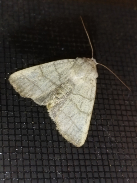 Charanyca trigrammica - háromsávos lombbagoly