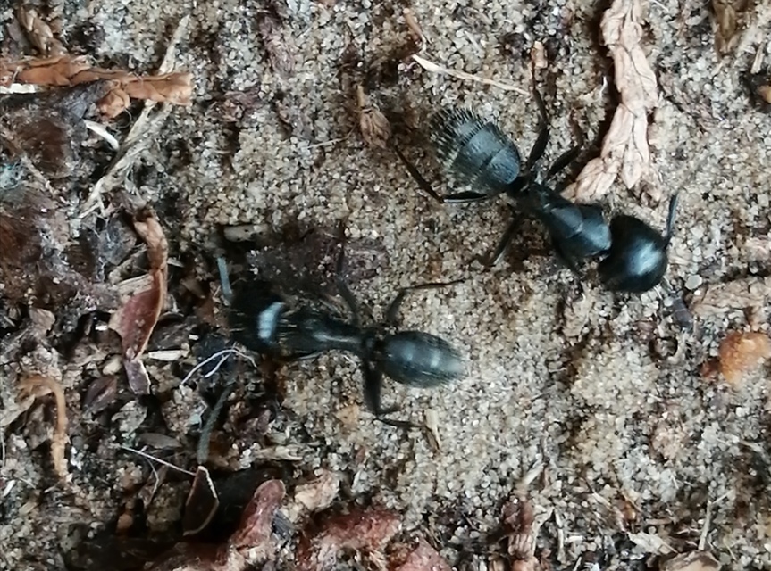 Camponotus vagus - fekete lóhangya
