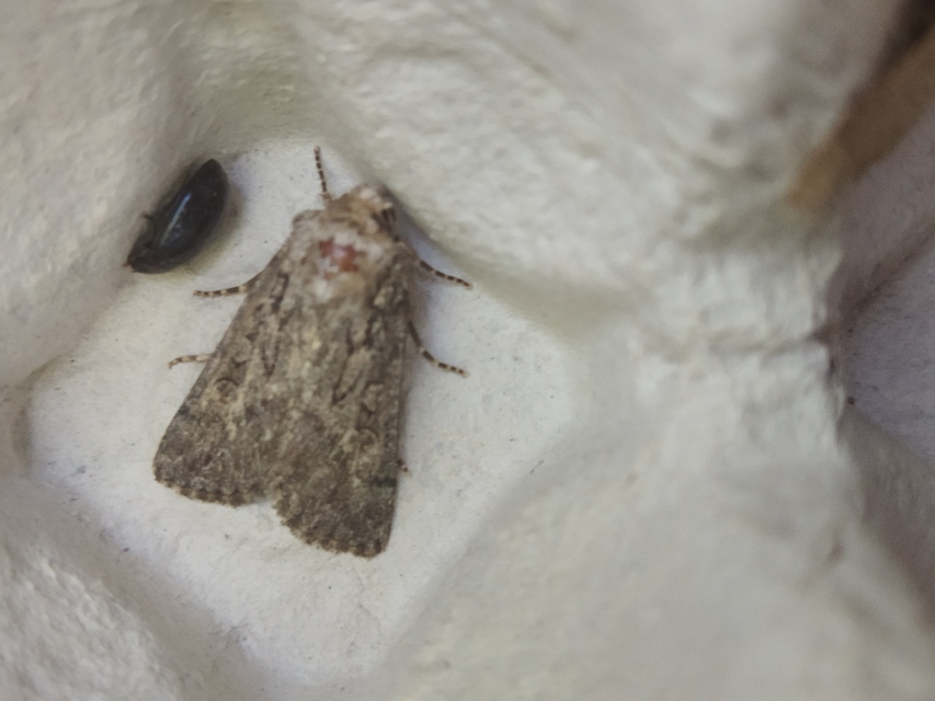 Dichagyris forcipula - szürkésbarna földibagoly