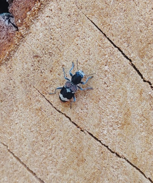 Clerus mutillarius - feketenyakú szúfarkas