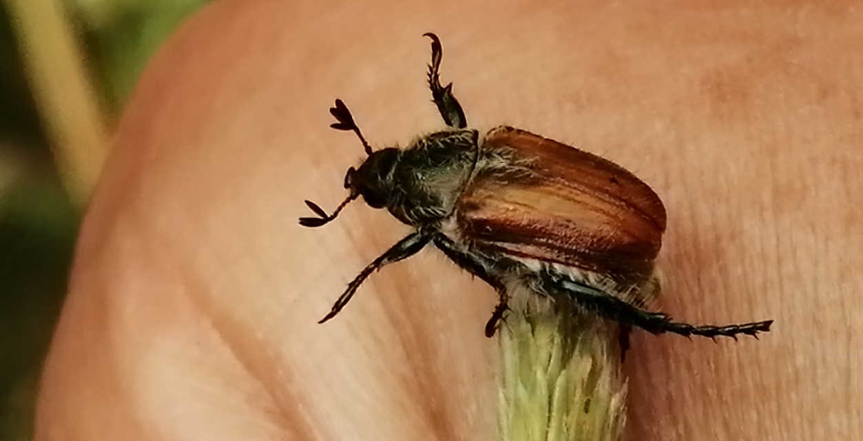 Chaetopteroplia segetum - rozsszipoly