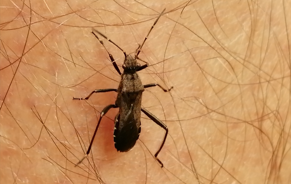 Alydus calcaratus - szőrös tövispoloska
