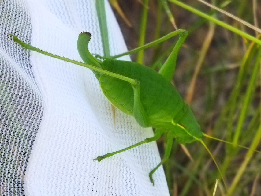 Isophya costata - magyar tarsza