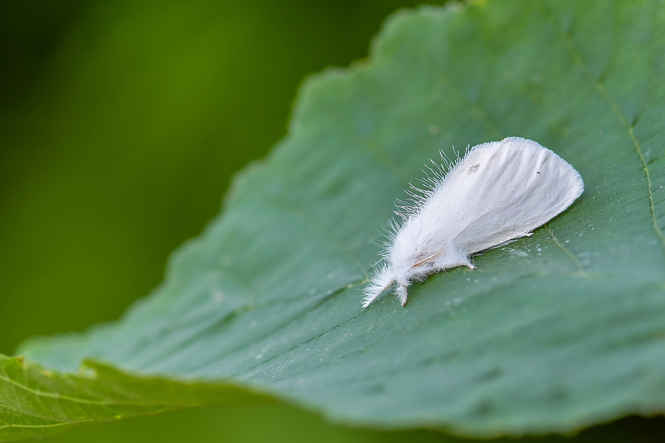 Sphrageidus similis - sárgafarú szövő