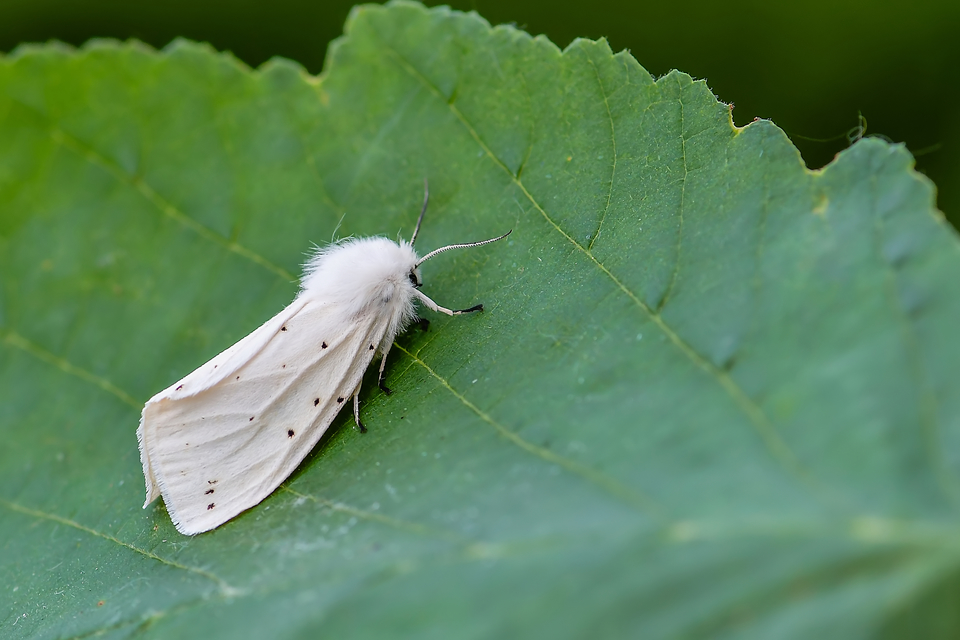 Spilosoma urticae - hószínű medvelepke