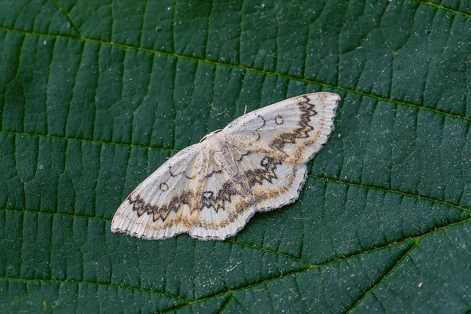 Cyclophora annularia - gyűrűs pettyesaraszoló