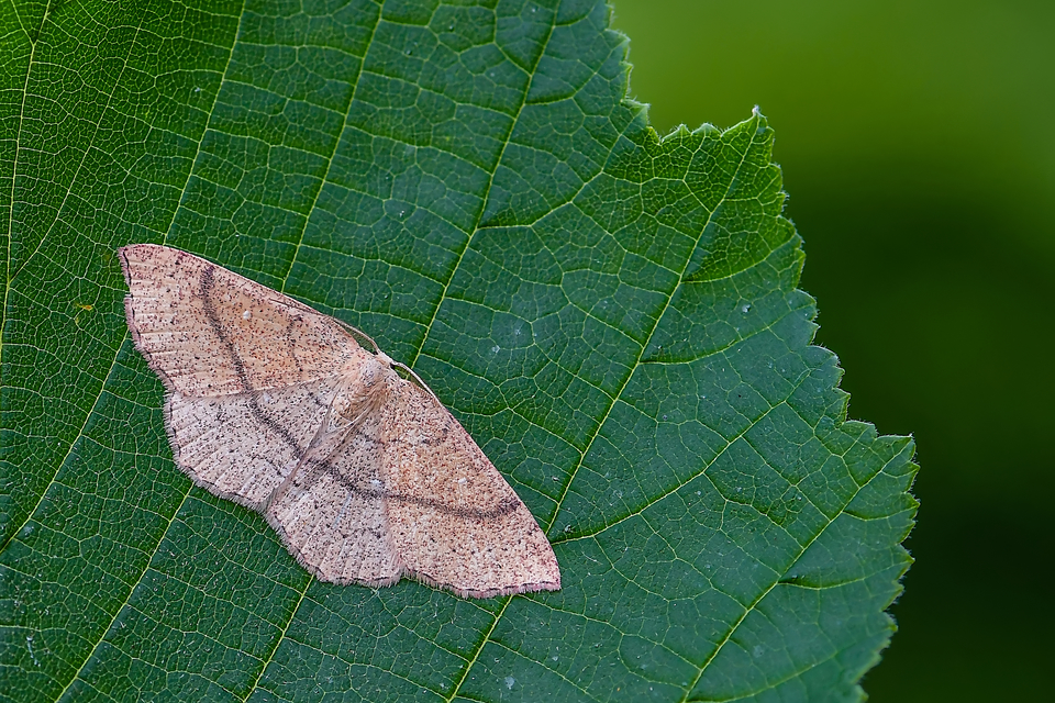 Cyclophora ruficiliaria - vörösrojtú pettyesaraszoló