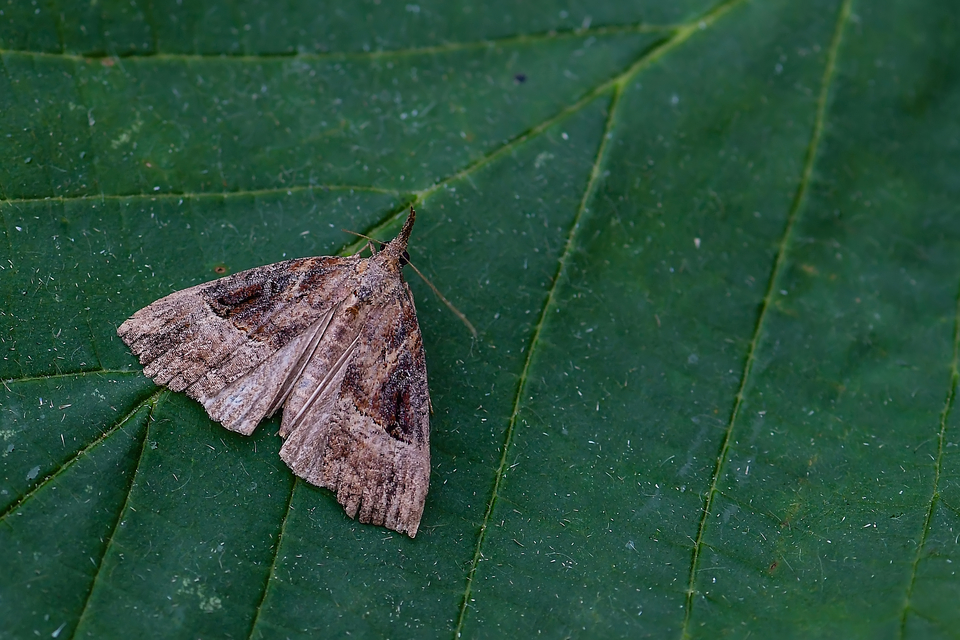 Hypena rostralis - közönséges karcsúbagoly