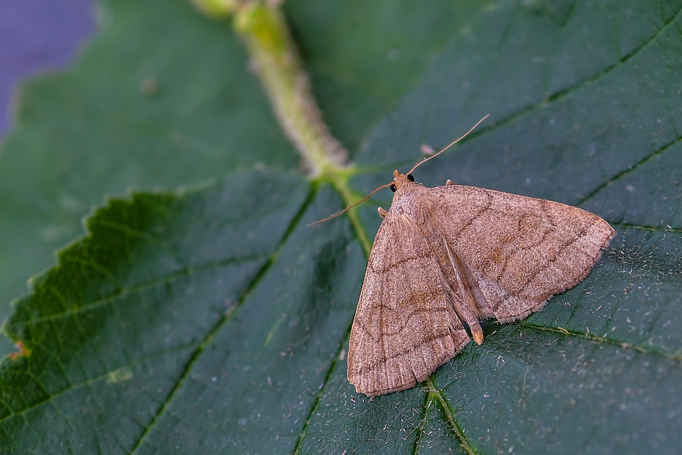 Herminia tarsicrinalis - szőröslábú karcsúbagoly