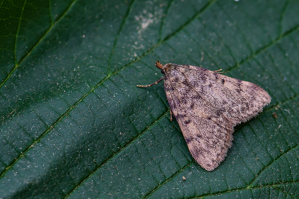 Aglossa pinguinalis - zsiradékmoly