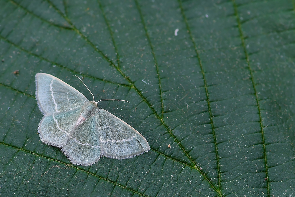 Chlorissa viridata/cloraria