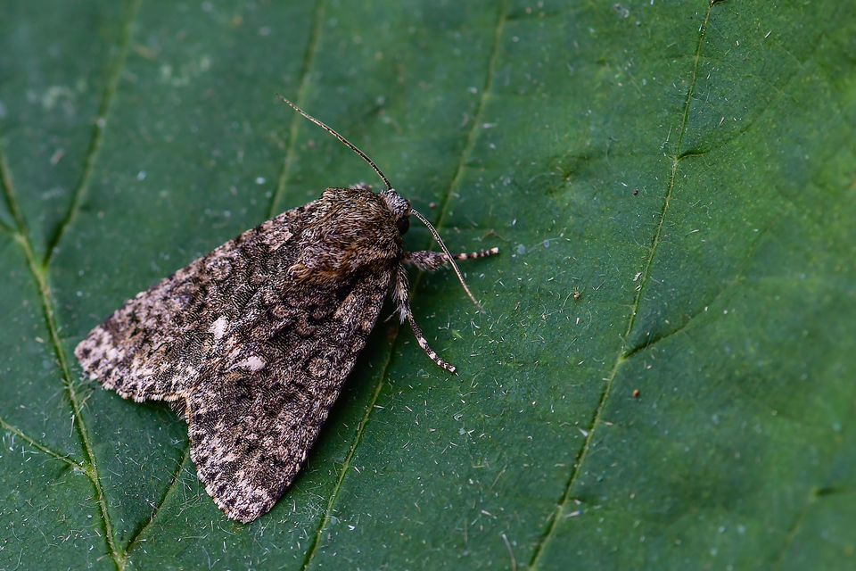 Acronicta rumicis - sóska-szigonyosbagoly