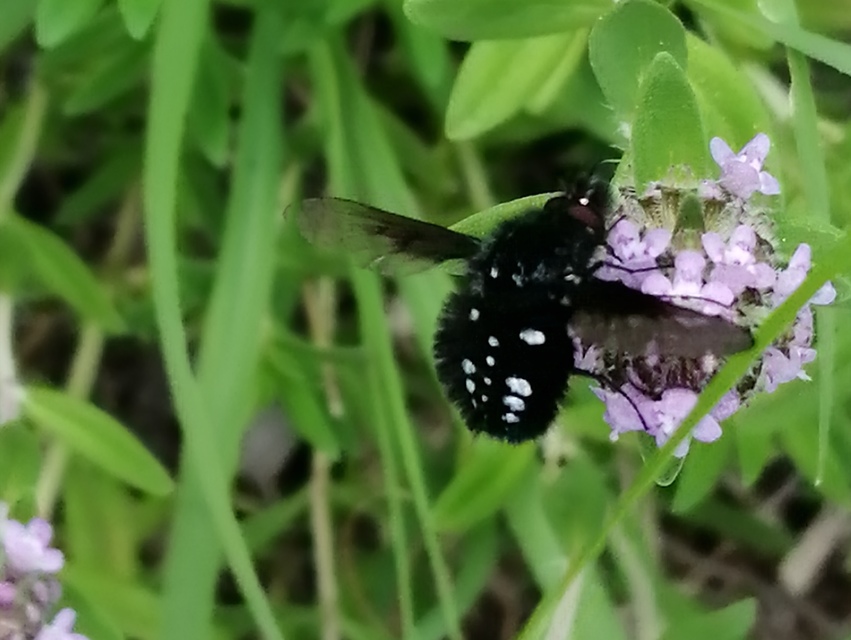 Bombylella atra - ezüstpettyes pöszörlégy