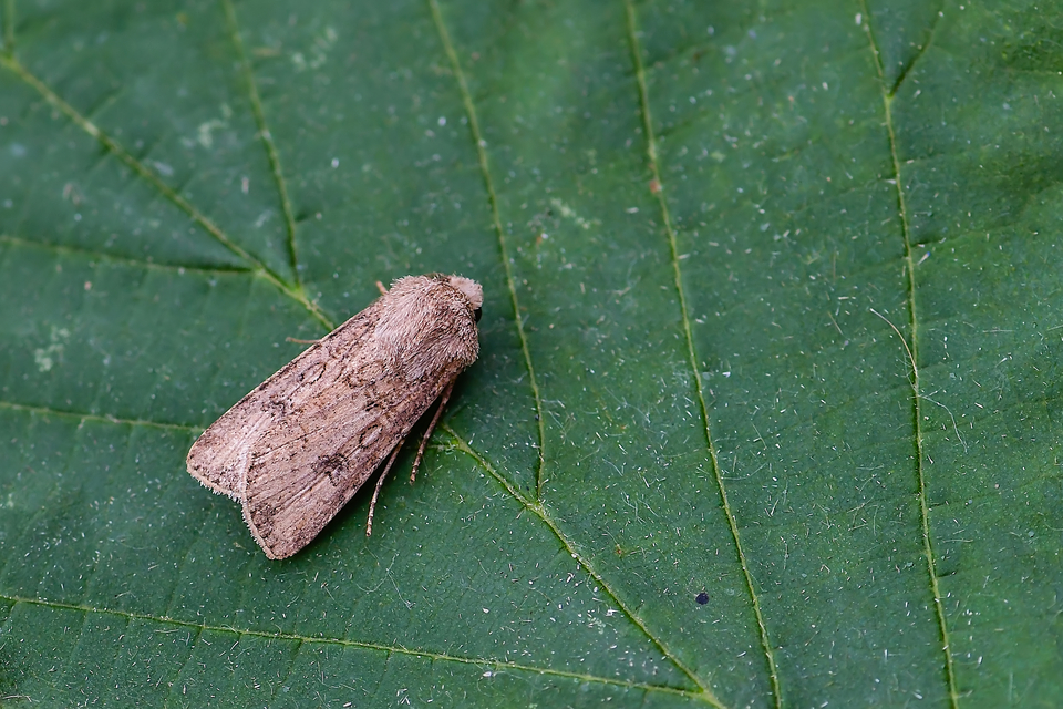 Agrotis segetum - vetési földibagoly