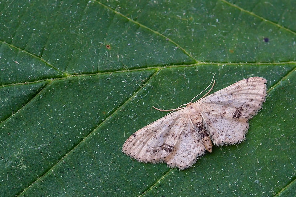 Idaea dimidiata - gyakori apróaraszoló