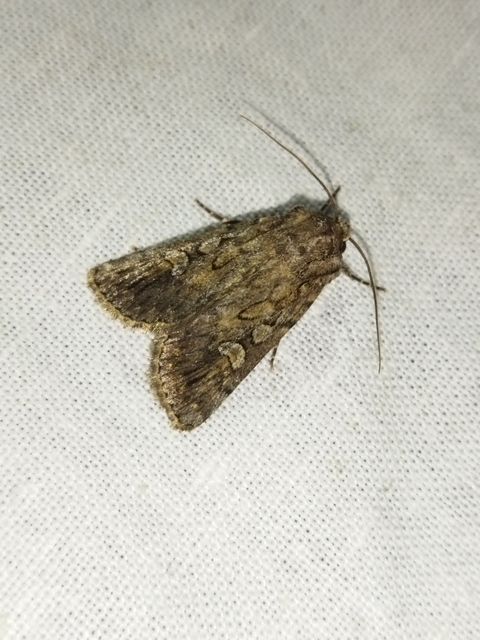 Dichagyris forcipula - szürkésbarna földibagoly
