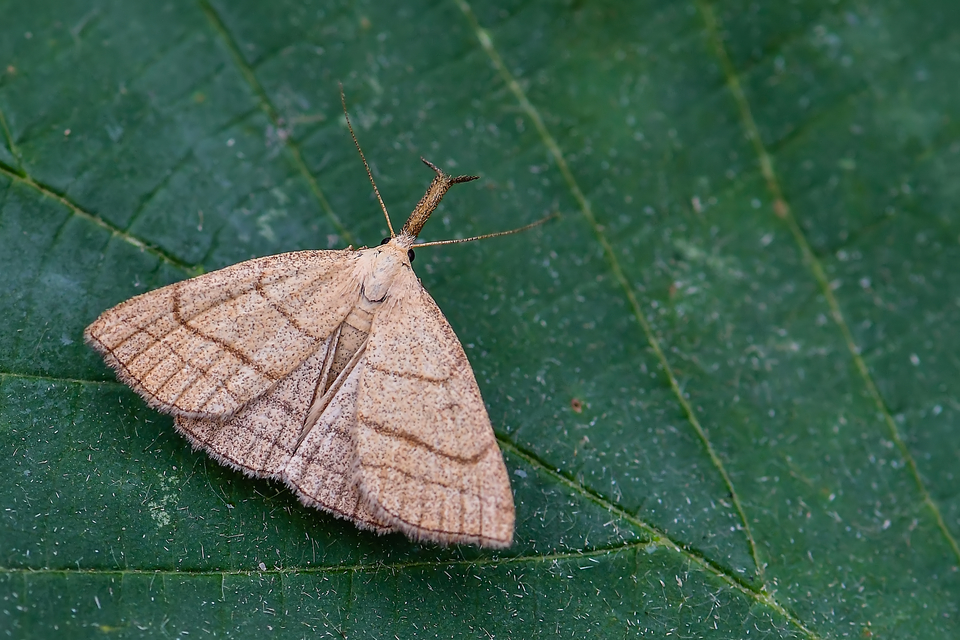 Polypogon tentacularia - sötétaljú karcsúbagoly
