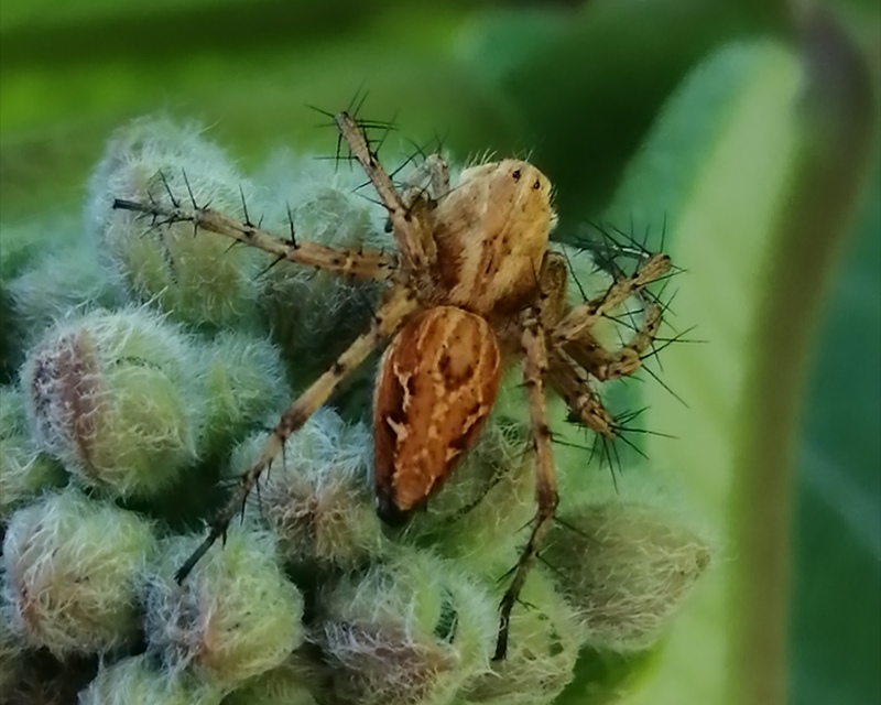Oxyopes heterophthalmus - homoki hiúzpók