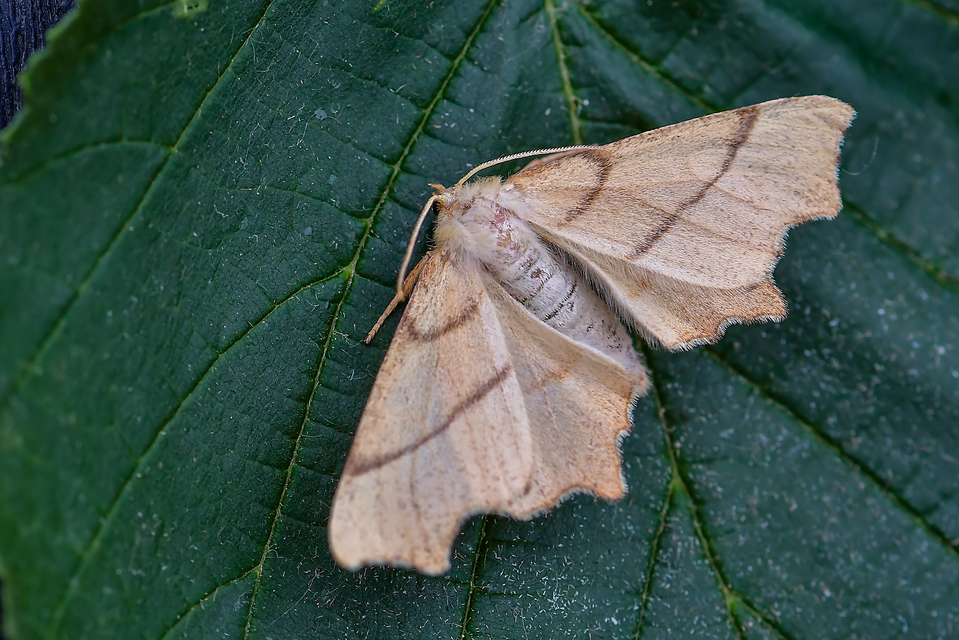 Ennomos erosaria - hársfa-levélaraszoló