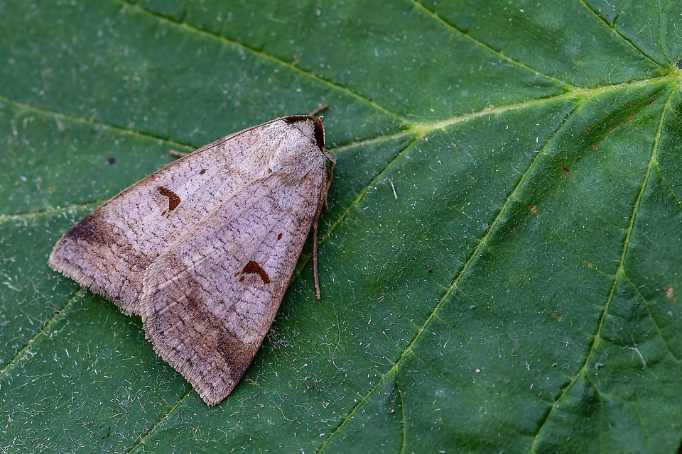 Lygephila pastinum - közönséges csüdfűbagoly