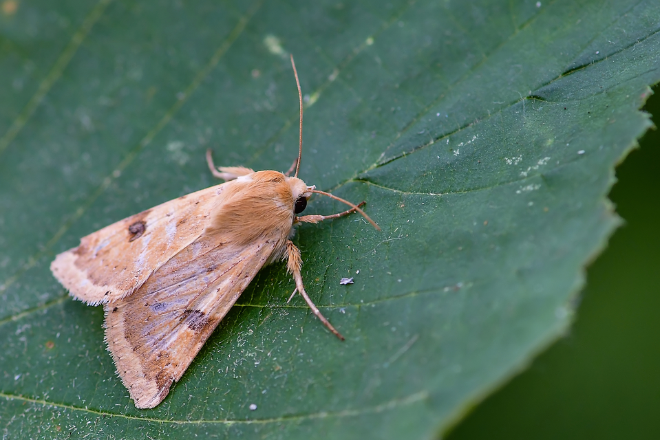 Heliothis peltigera - nagy veteménybagoly