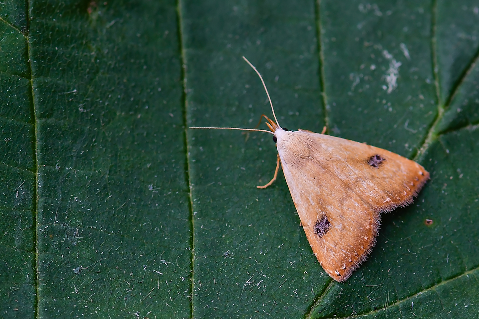 Rivula sericealis - selymes lórombagoly