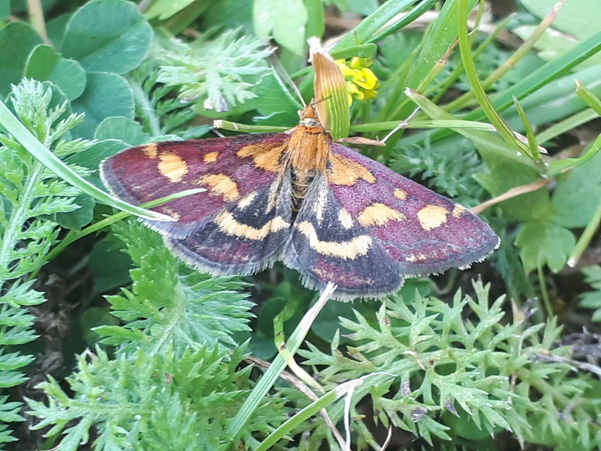 Pyrausta purpuralis - közönséges bíbormoly