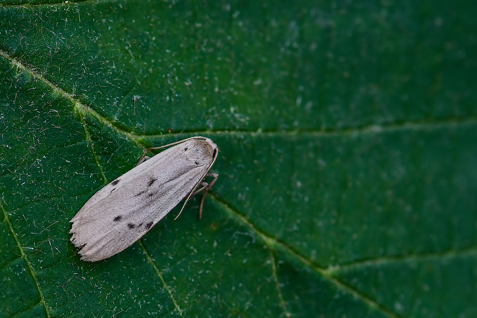 Pelosia muscerda - hamvas zuzmószövő
