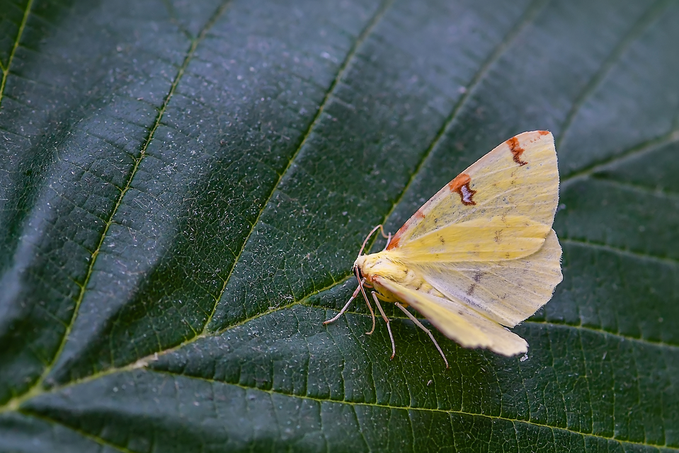 Opisthograptis luteolata - citromsárga araszoló