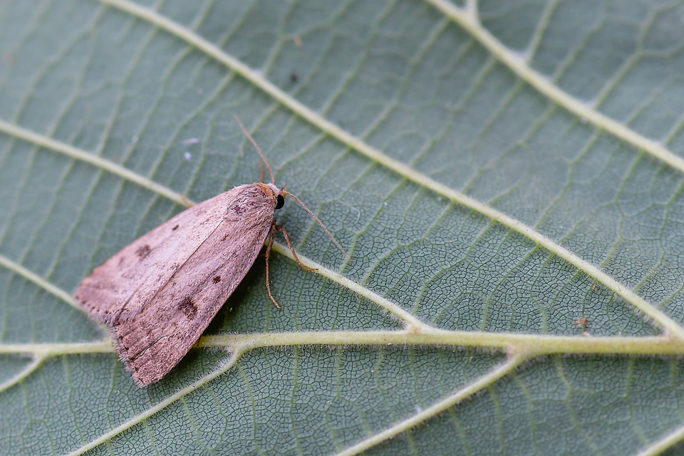 Athetis gluteosa - nyugtalan lápibagoly