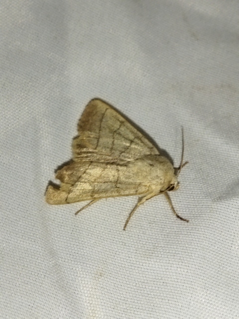 Charanyca trigrammica - háromsávos lombbagoly