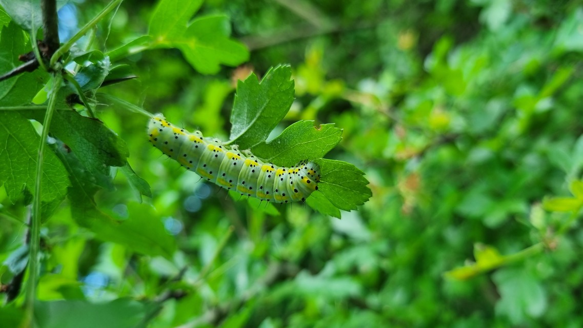 Diloba caeruleocephala - őszi kékesbagoly
