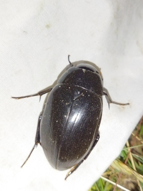 Hydrophilus aterrimus - fekete óriáscsibor