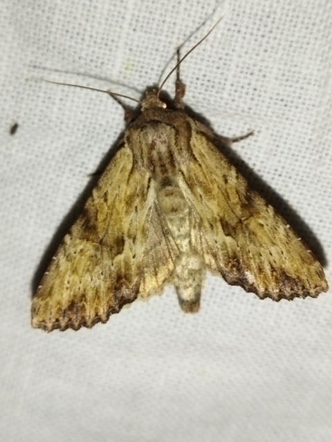 Apamea sublustris - sárgás dudvabagoly
