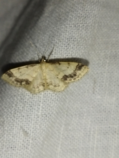Idaea trigeminata - csúcsfoltos apróaraszoló