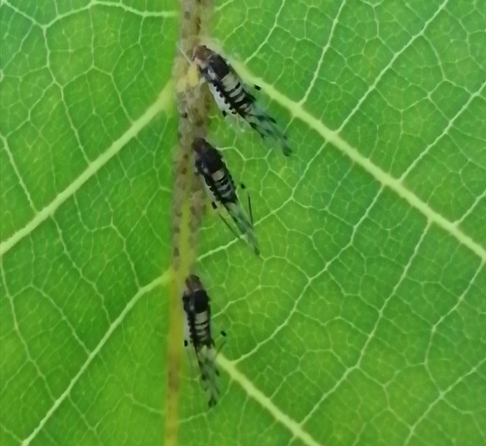 Panaphis juglandis