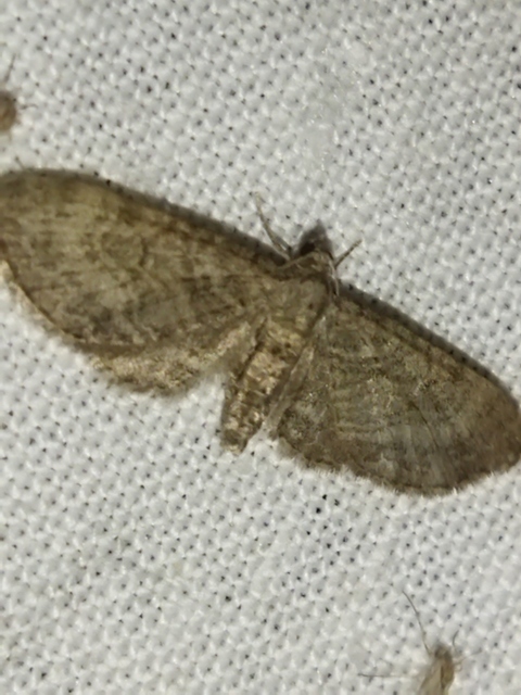 Eupithecia egenaria - hársvirág-törpearaszoló