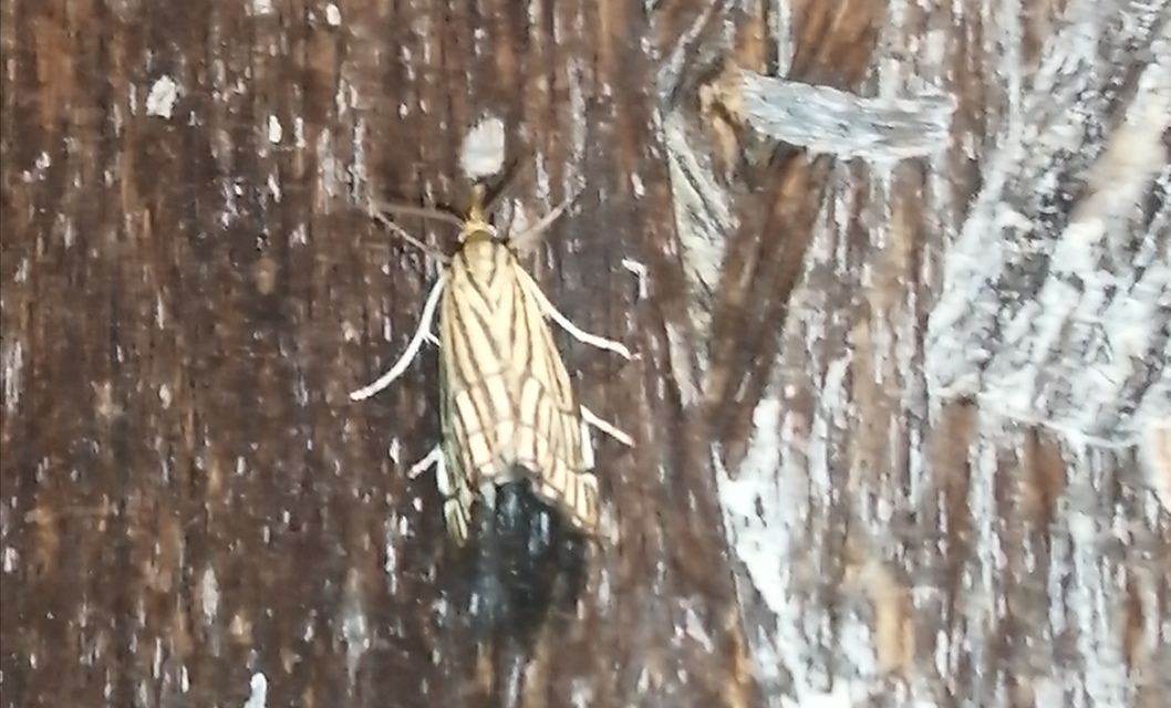 Chrysocramboides craterella - rácsos fűgyökérmoly