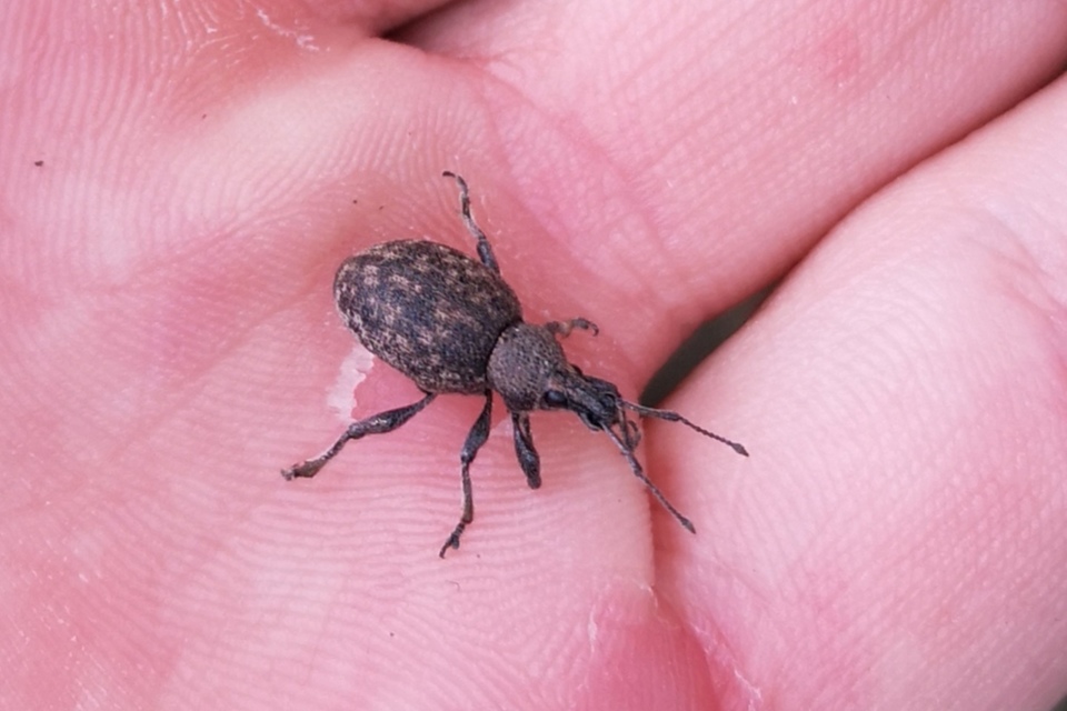 Otiorhynchus ligustici - vincellér-gyalogormányos