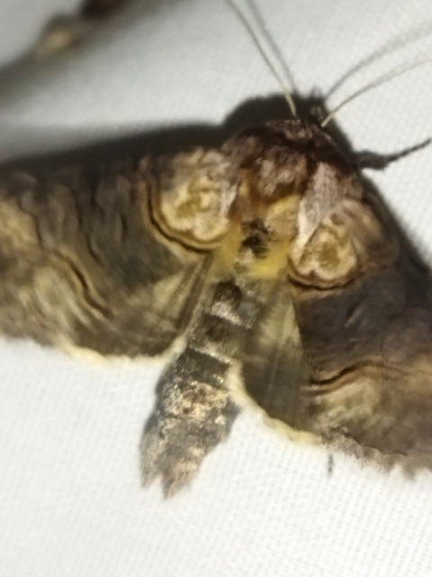 Abrostola asclepiadis - barnaövű csalánbagoly